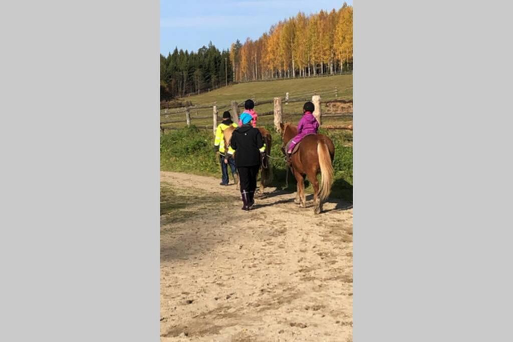 Kolin Pikkukolo - Saunallinen Studiohuoneisto Kolinkylä Esterno foto
